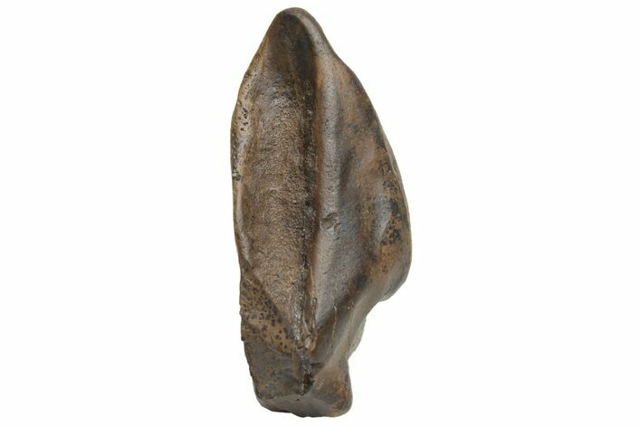 Partial Triceratops Tooth - Montana #229166